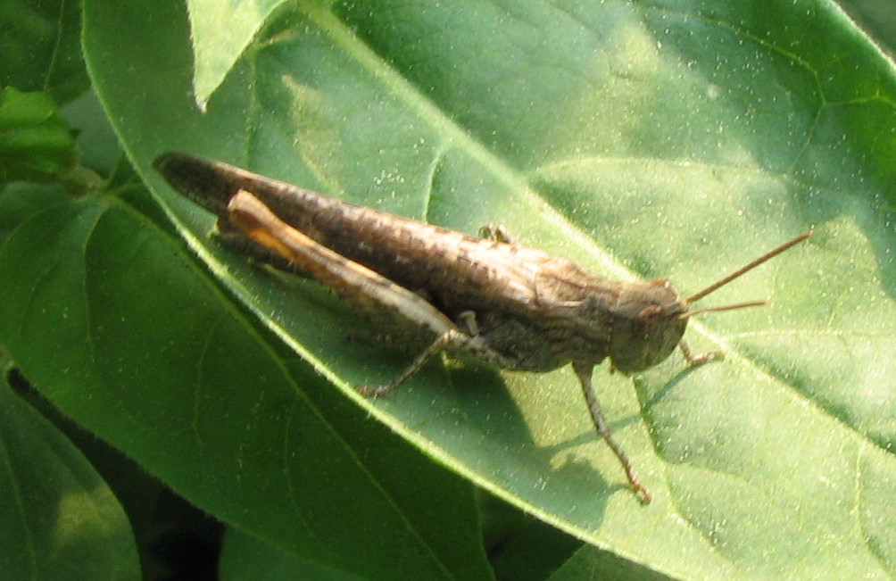 piccola cavalletta grigia: cf Chorthippus(Glyptobothrus) sp.